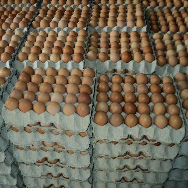 100-Fresh-Chicken-Table-Eggs-Fresh-Chicken