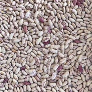 Speckled Sugar Beans