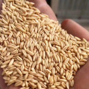 Oats