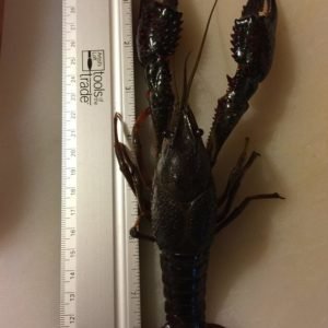 Crawfish / Crayfish