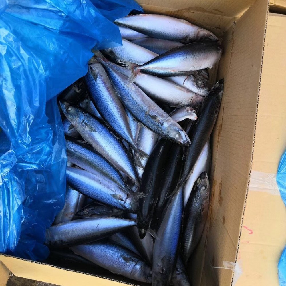 BQF-Sea-frozen-Pacific-mackerel-fish (1)