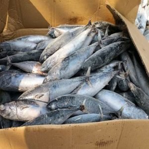 Frozen Mackerel Fish