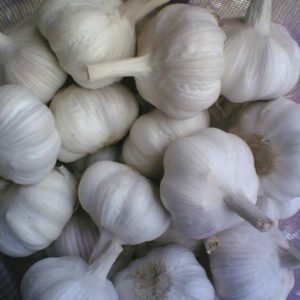Garlic