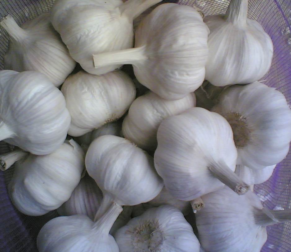 Best-Quality-Fresh-Garlic-with-best-price