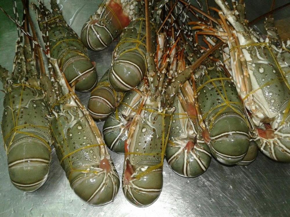 Best-Quality-Lobster (1)