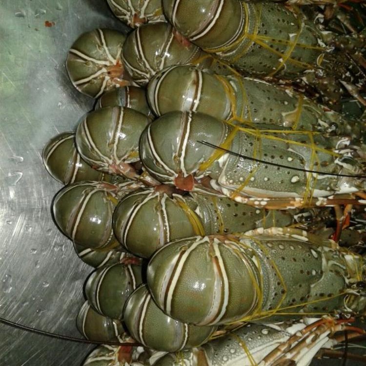 Best-Quality-Lobster