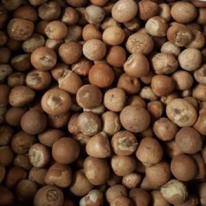 Betel Nuts