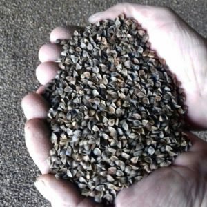 Buckwheat