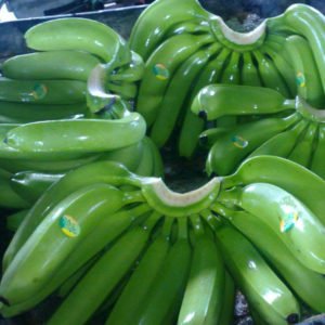 Fresh Cavendish Banana