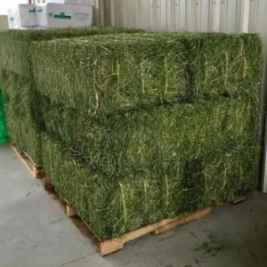 Alfalfa Hay