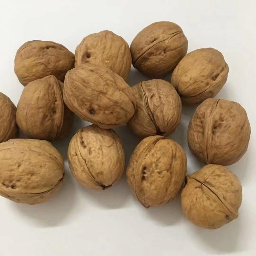 Chinese-Walnuts-in-Shell-for-Sale (1)