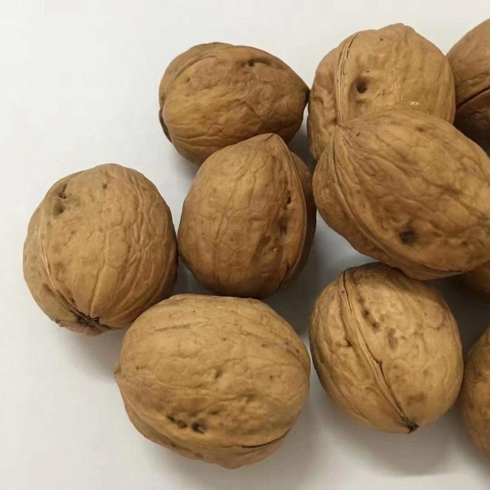 Chinese-Walnuts-in-Shell-for-Sale (2)