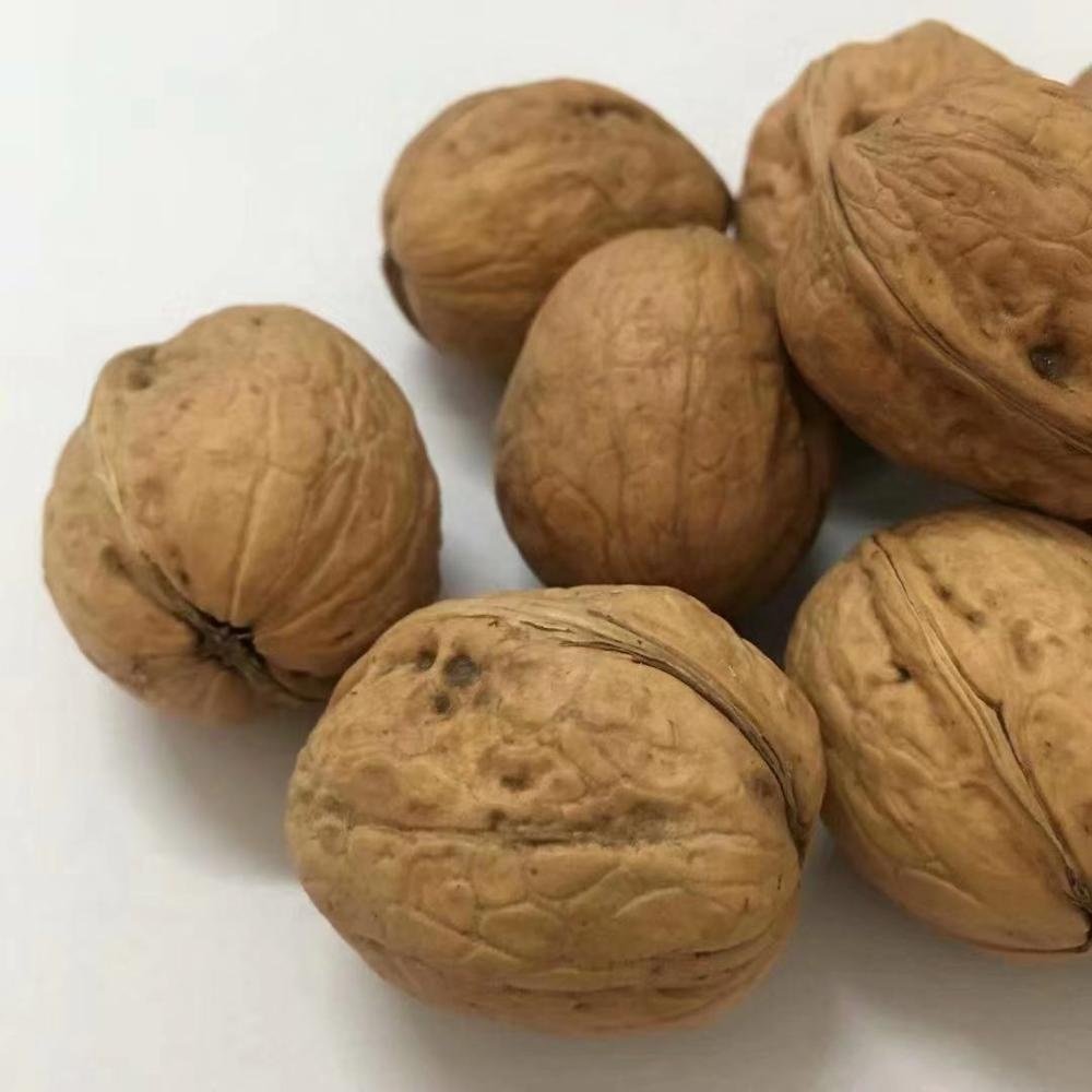 Chinese-Walnuts-in-Shell-for-Sale