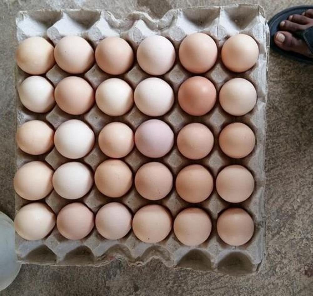 FARM-FRESH-TABLE-CHICKEN-EGG