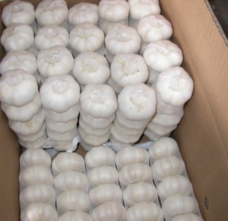 Fresh-Garlic (1)