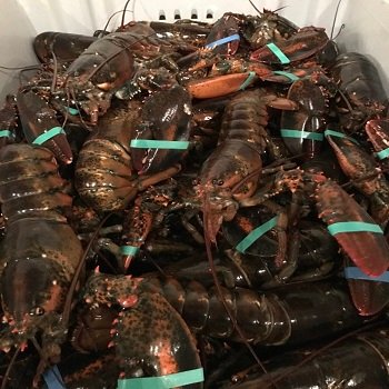 Fresh-Quality-Frozen-Lobster