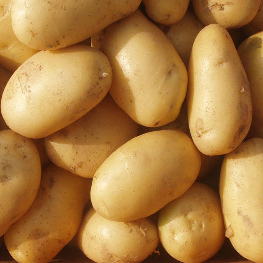 Fresh-diamond-potato