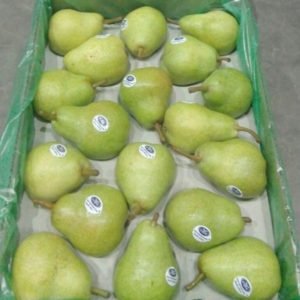 Fresh Pears 