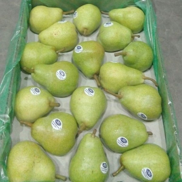 Fresh-pear-with-good-quality