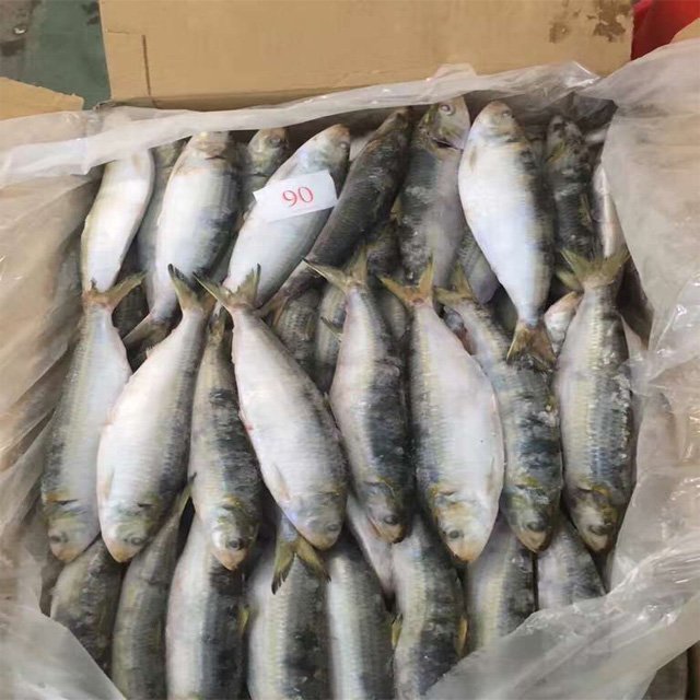 Frozen-Sardine-Fish-WR-For-Market-Selling (1)