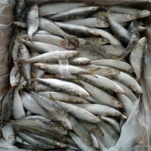 Frozen Sardine Fish