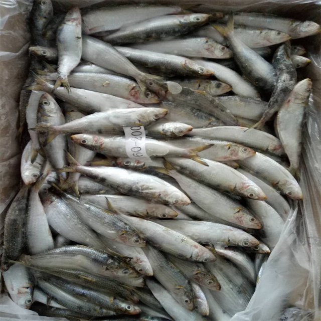 Frozen-Sardine-Fish-WR-For-Market-Selling