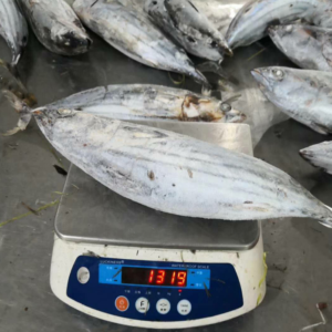 Frozen Tuna
