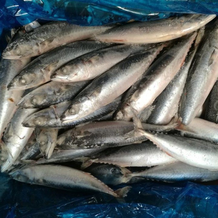 Frozen-mackerel