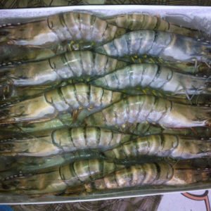Tiger & Vannamei Shrimp