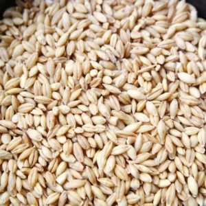 Barley Grain