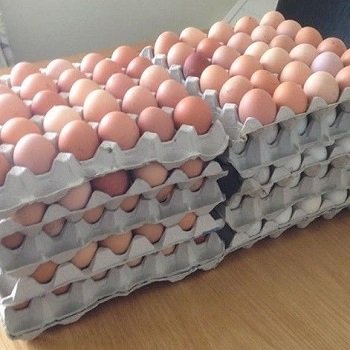 High-Quality-White-Fresh-Chicken-Table-Eggs