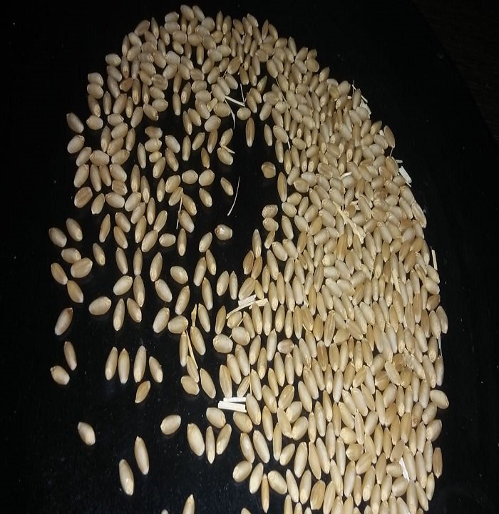 Indian-Grain-Wheat
