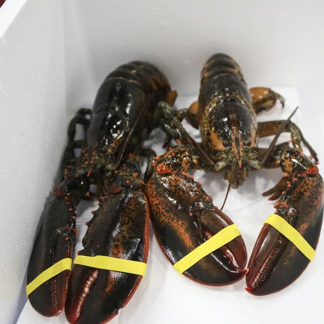 LIVE-LOBSTER-NOW-AVAILABLE-YEAR-ROUND