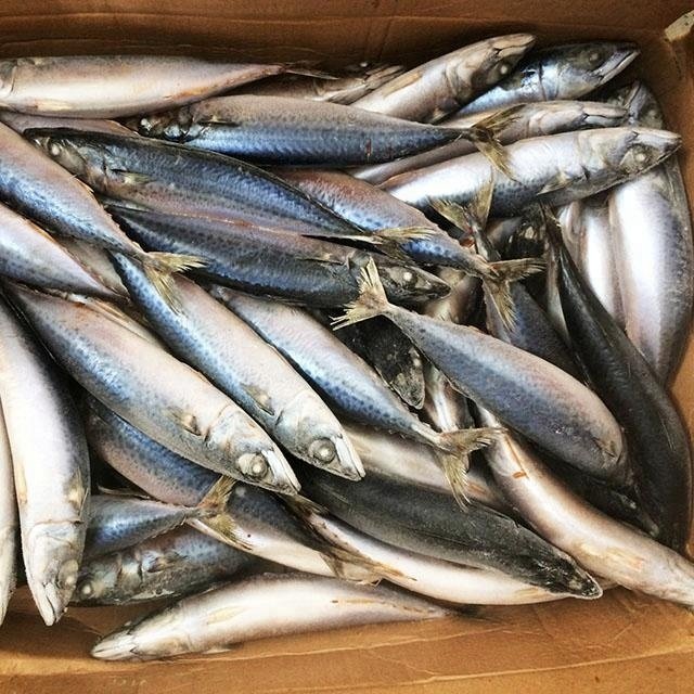Land-Frozen-BQF-Pacific-Mackerel-Fish-Suppliers