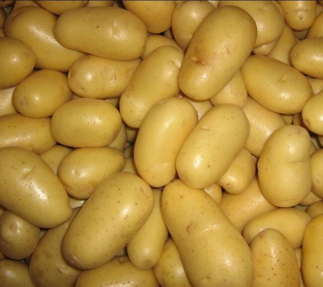 New-harvest-2018-fresh-potatoes-Suppliers-and