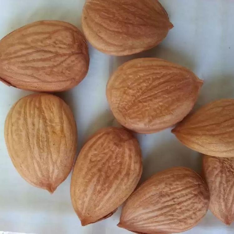 ORIGINAL-UZBEK-LOW-COST-APRICOT-KERNELS-DIRECT