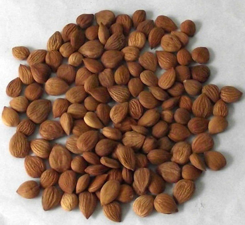 Organic-bitter-apricot-kernel2018-season-available-stock