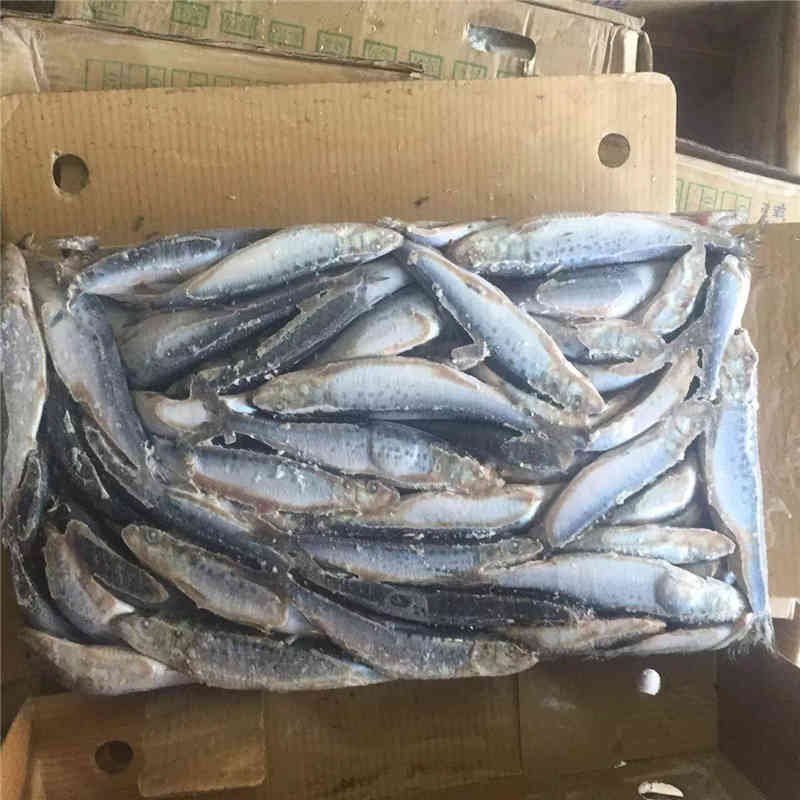 Qulaity-whole-round-Frozen-Sardines-Fish-BFQ