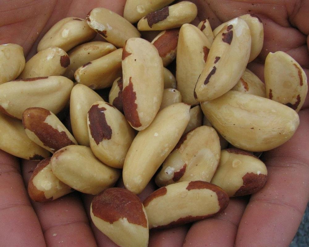 Raw-Brazil-Nuts-Brazil-Nuts