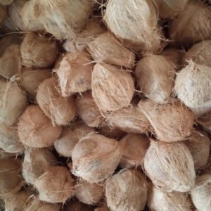 Coconut