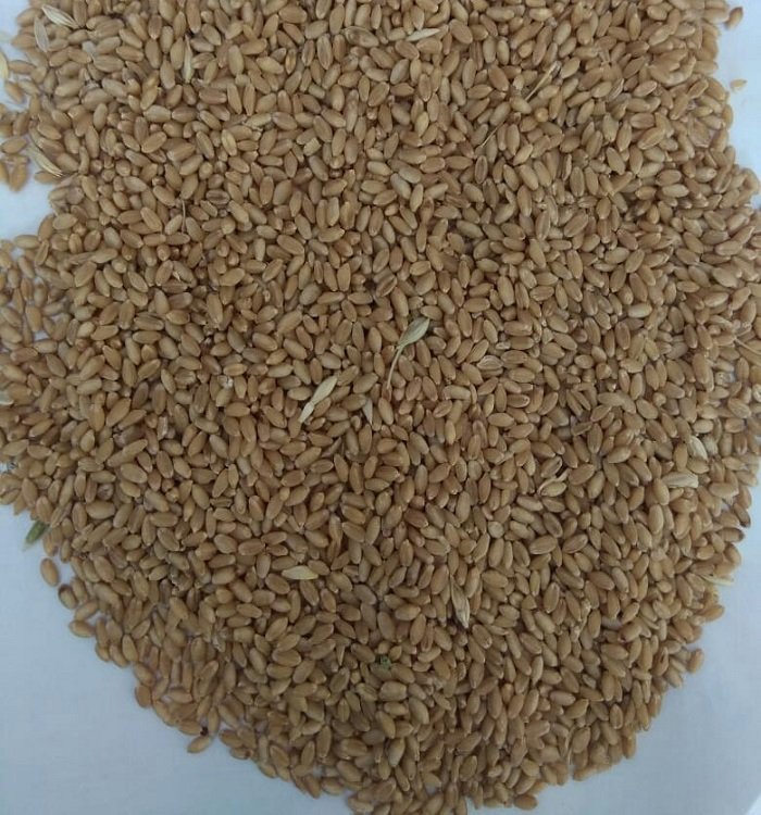 Wheat-Exporter-from-India