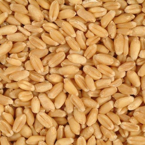 Wheat