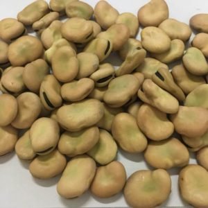 Fava Beans