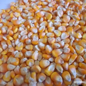 Yellow & White Corn