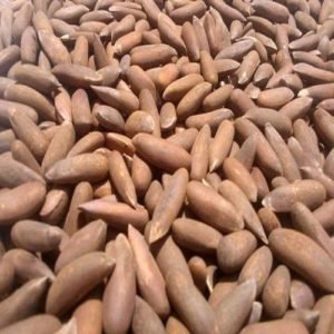 Pine Nut