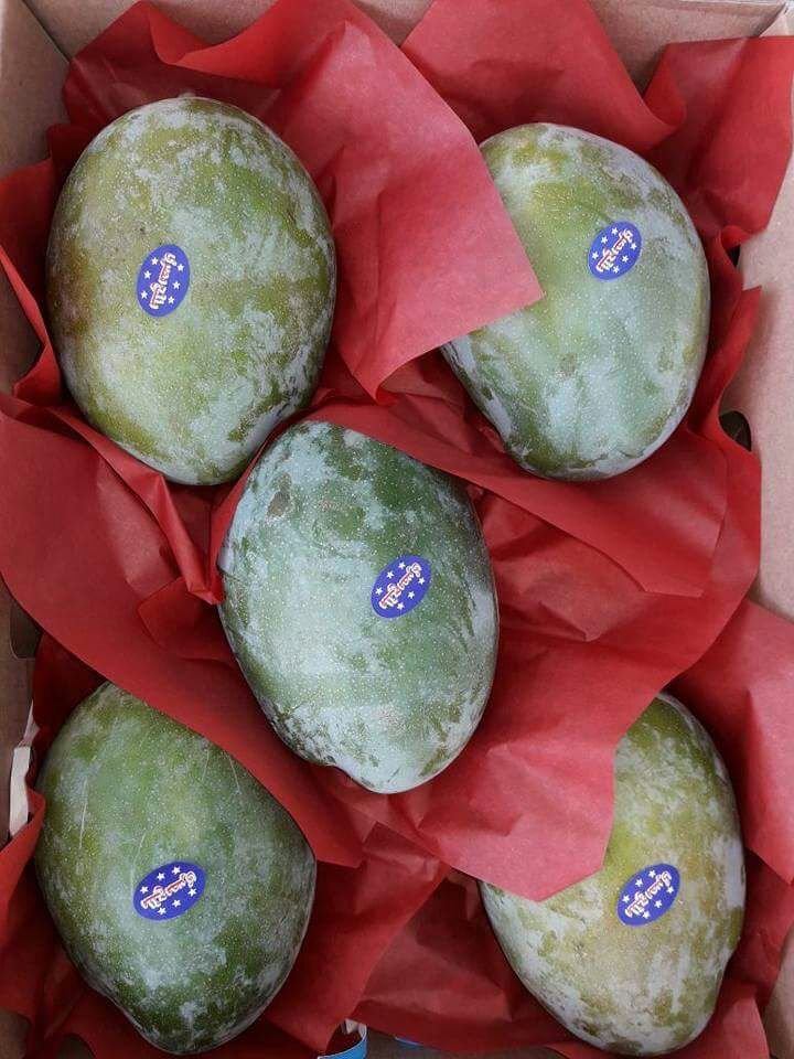 wholesale-egypt-fresh-yellow-green-mango (1)