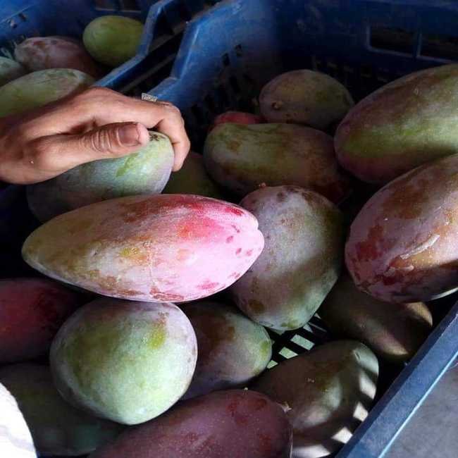 wholesale-egypt-fresh-yellow-green-mango (2)