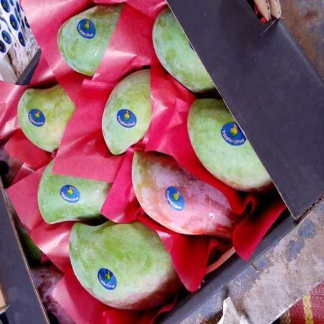 wholesale-egypt-fresh-yellow-green-mango (3)