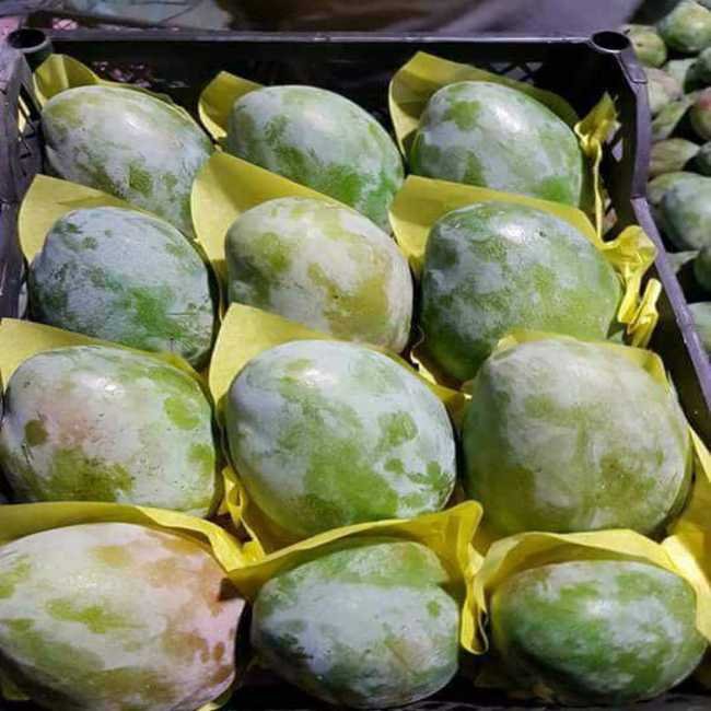 wholesale-egypt-fresh-yellow-green-mango