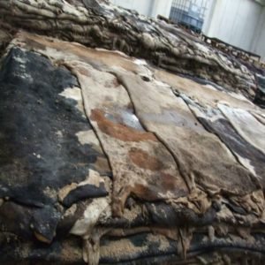 Wet Salted Cow / Donkey Hides